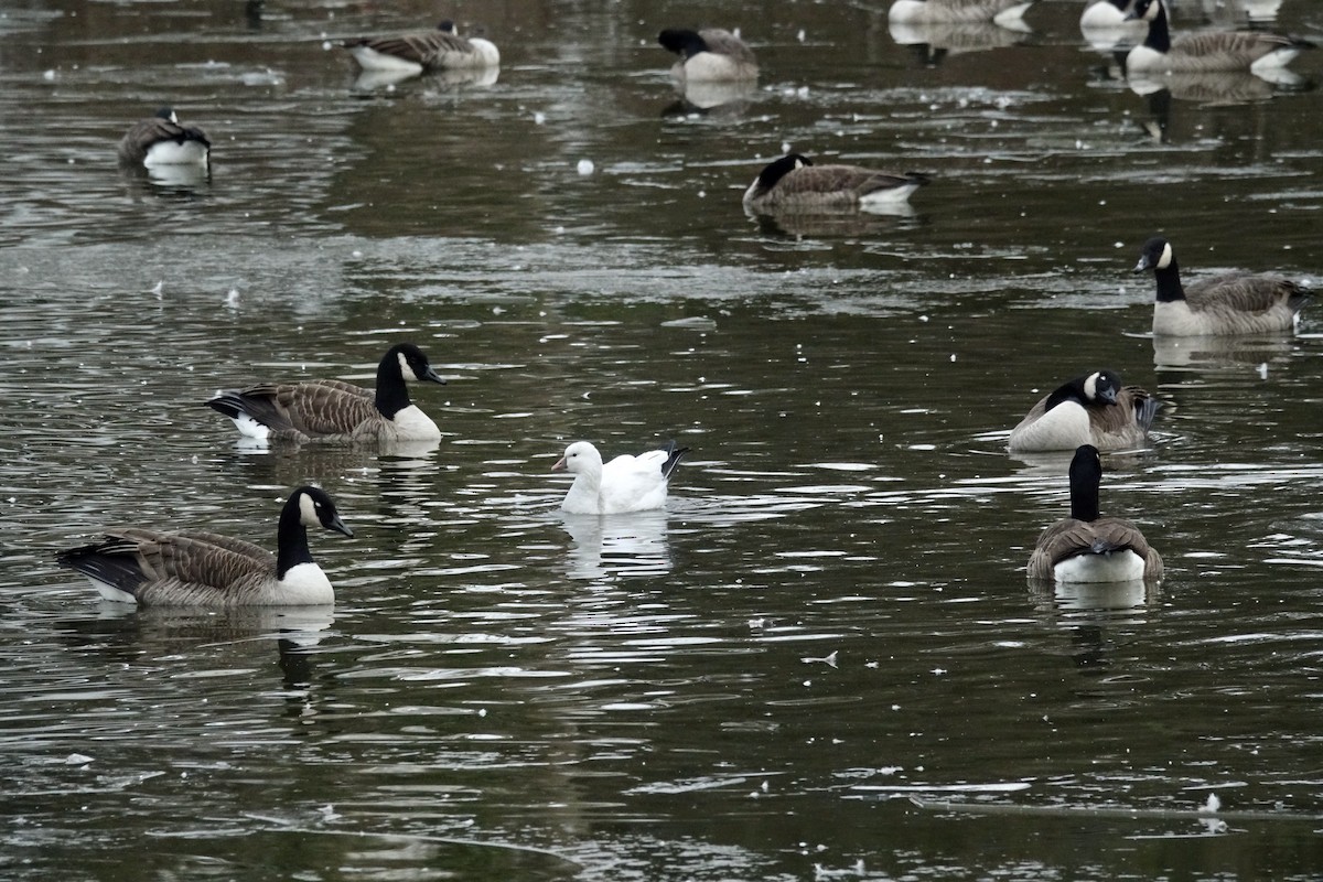 Ross's Goose - ML646581314