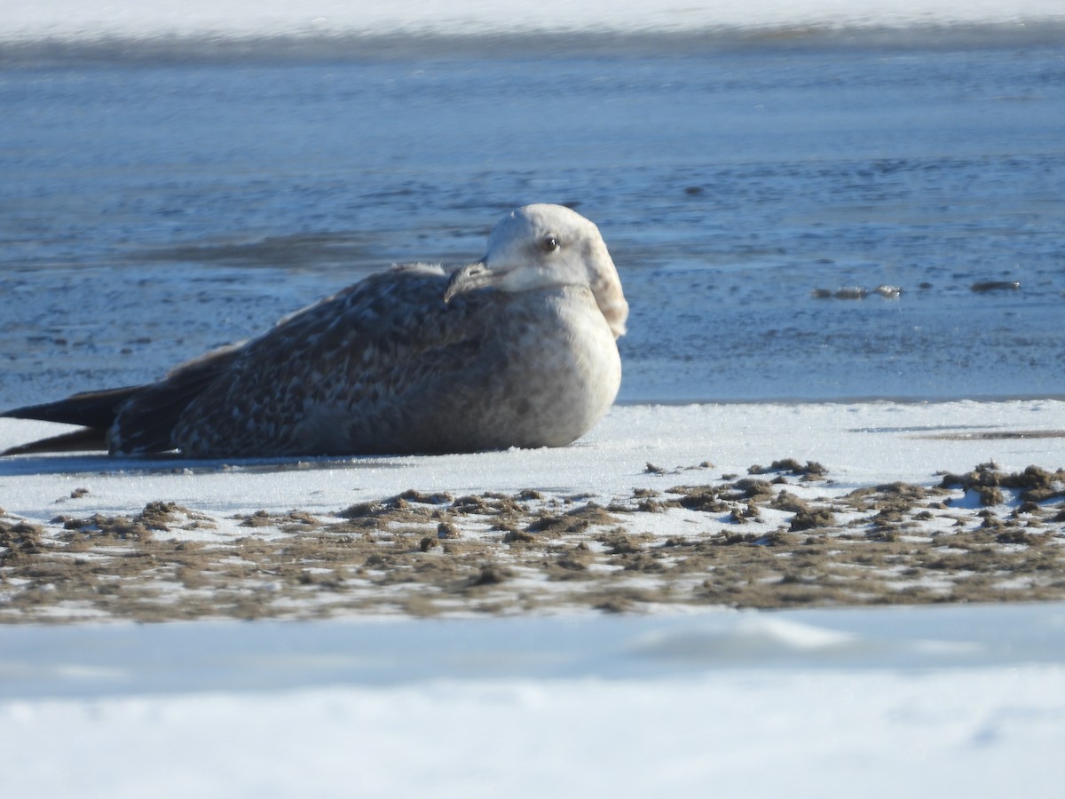 gull sp. - ML646581316