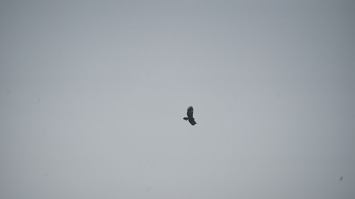 Black Eagle - ML646581318