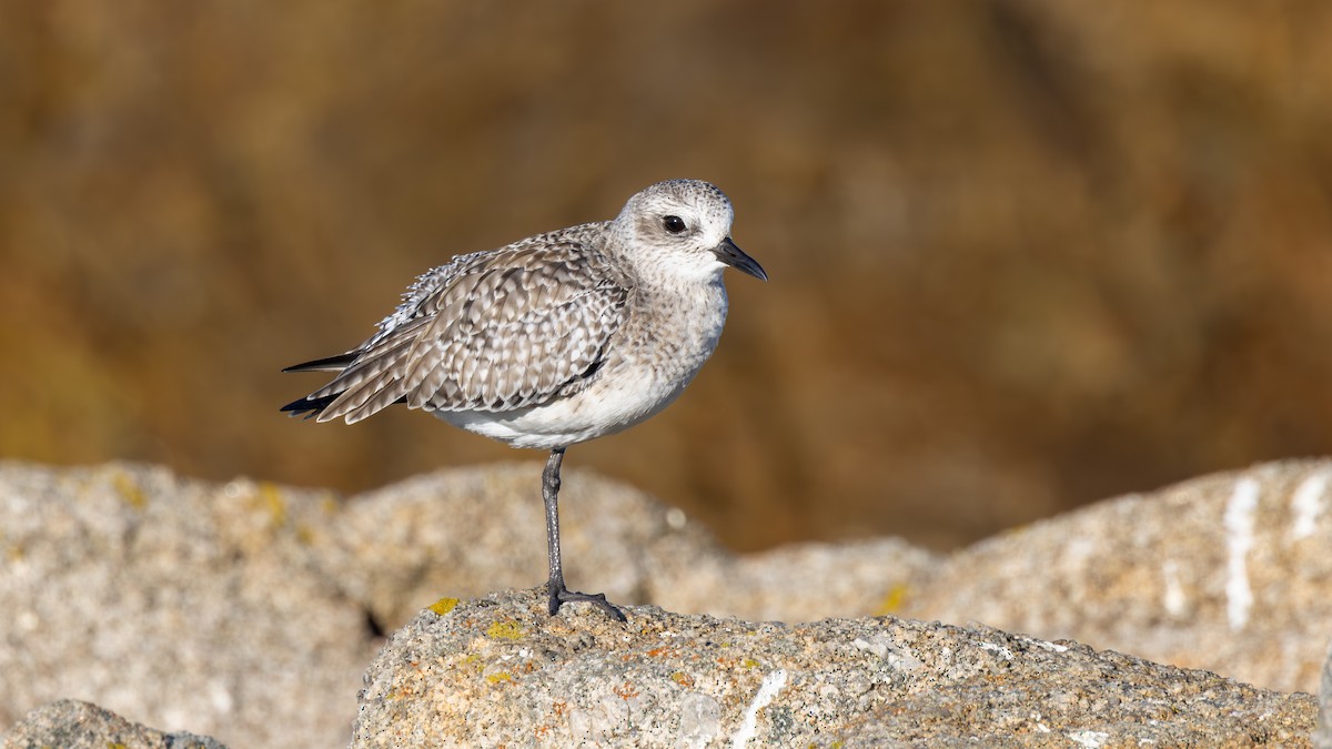 Kiebitzregenpfeifer - ML646581319