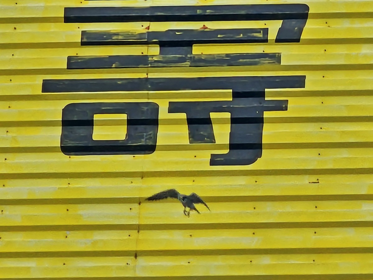 ハヤブサ - ML646581322