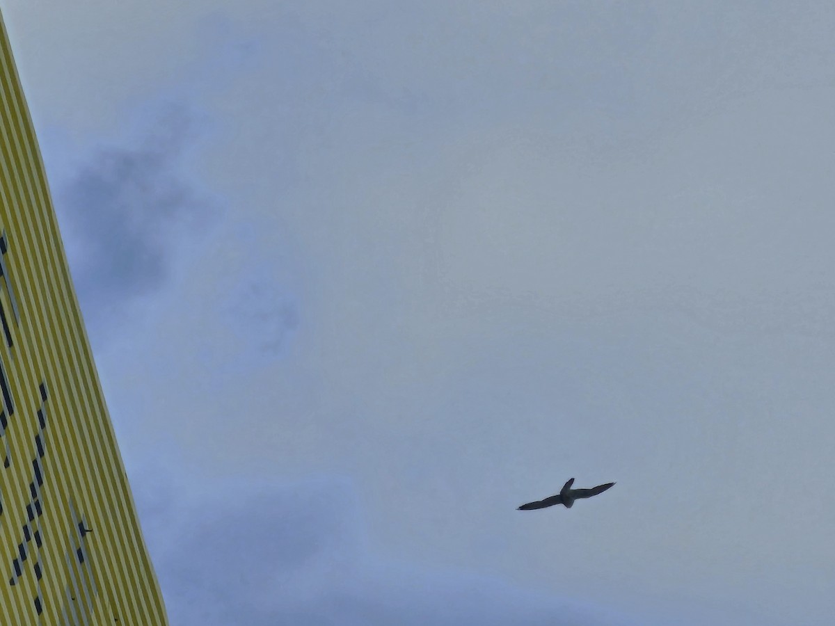 Wanderfalke - ML646581323