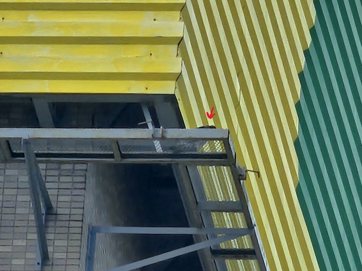 ハヤブサ - ML646581324