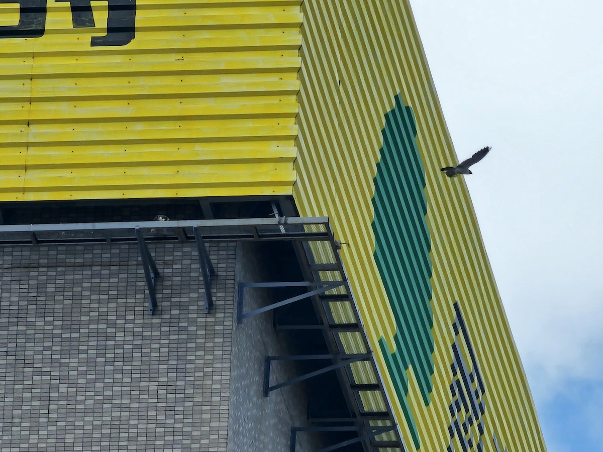 ハヤブサ - ML646581325