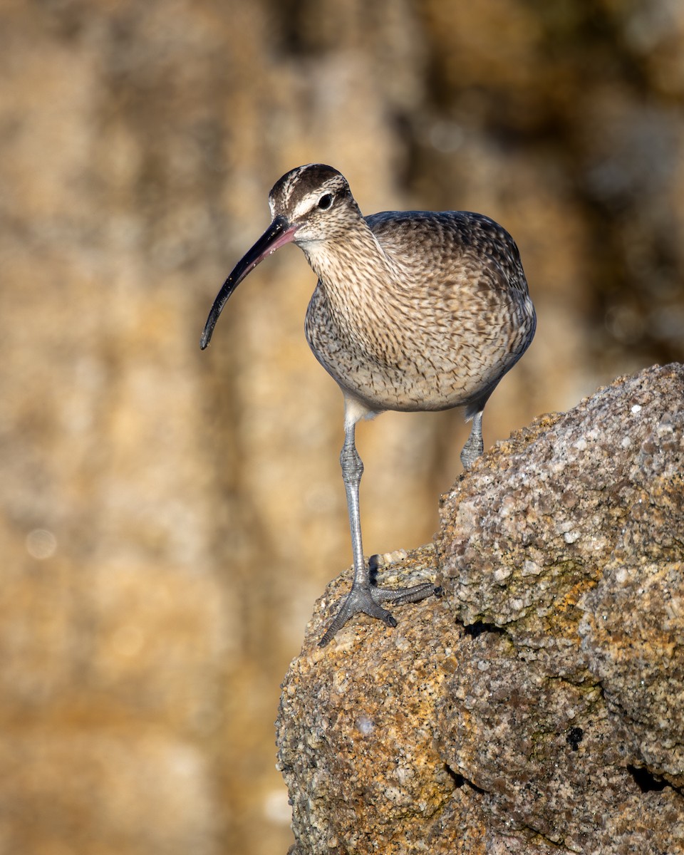 Hudsonbrachvogel - ML646581326