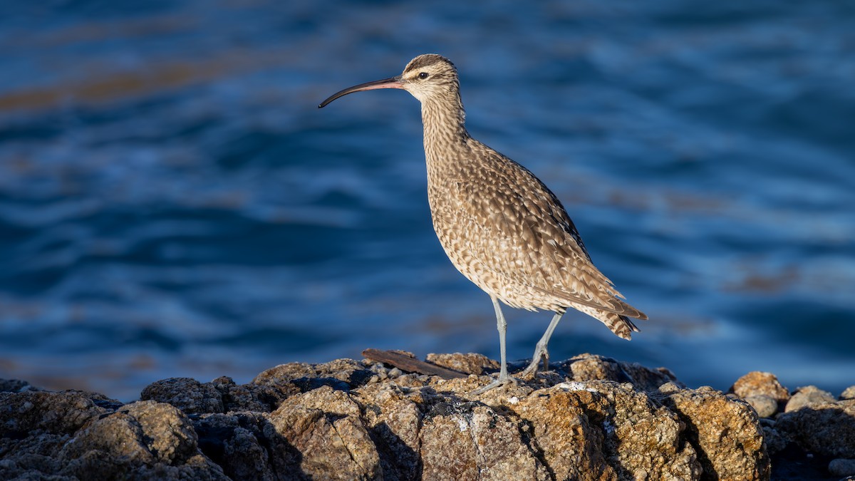 Hudsonbrachvogel - ML646581328