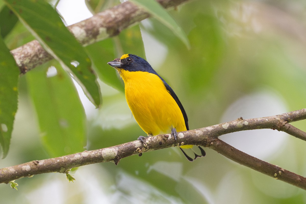 キノドスミレフウキンチョウ - ML646581329