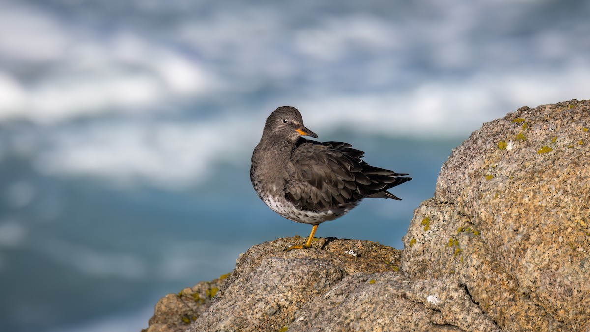 Gischtläufer - ML646581331