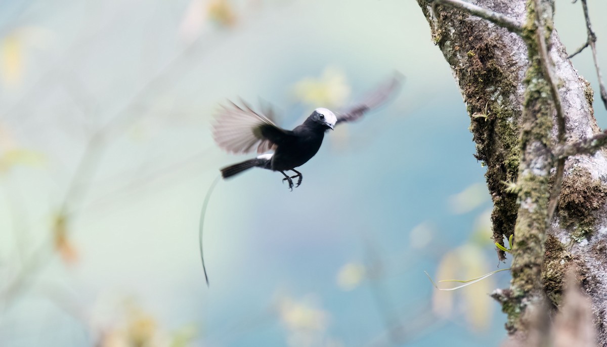 Long-tailed Tyrant - ML646581332