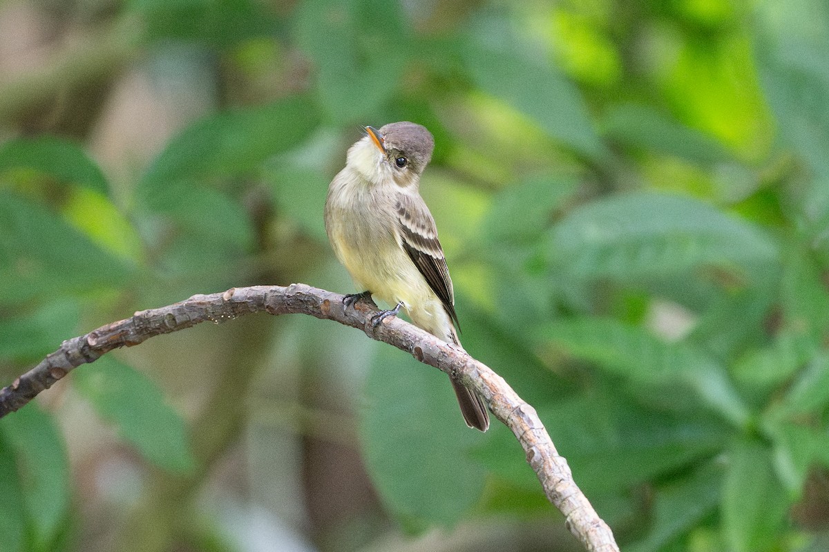 Waldschnäppertyrann - ML646581334