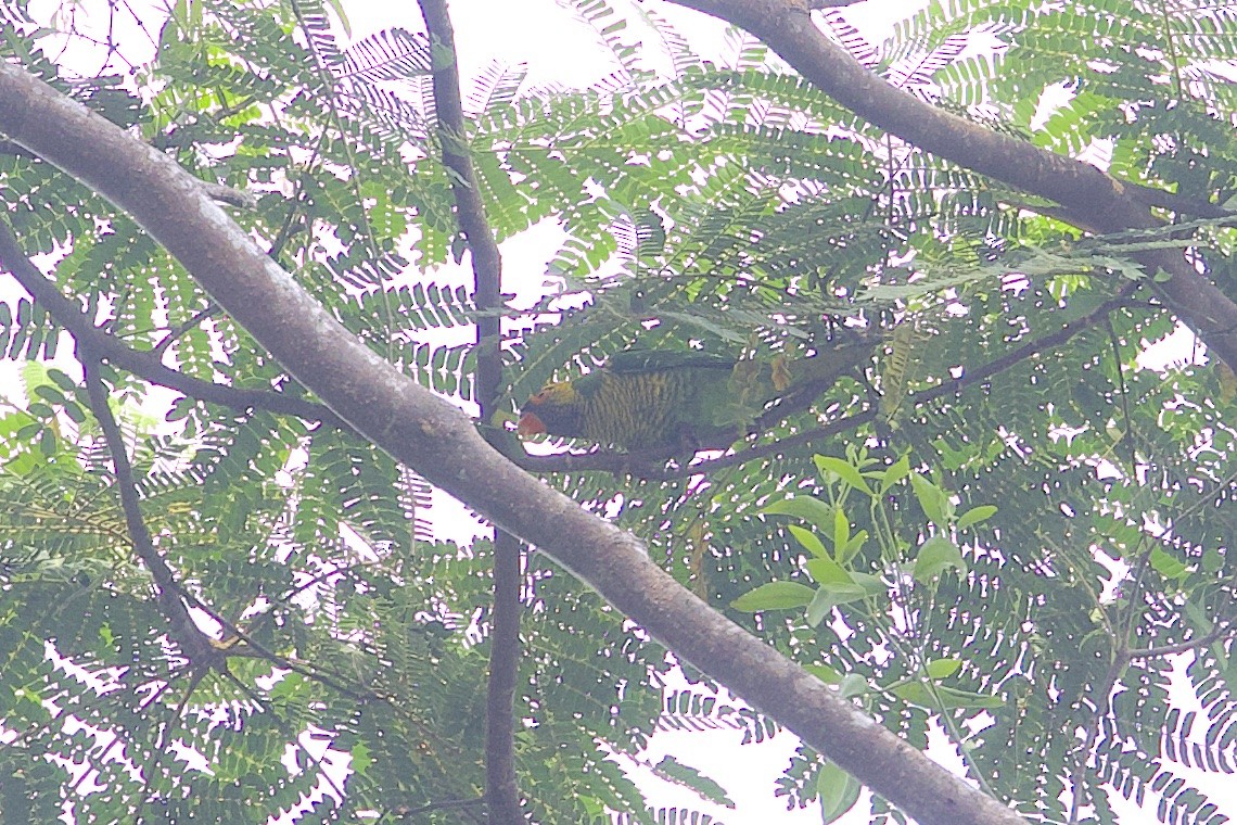 スーラインコ - ML646581335