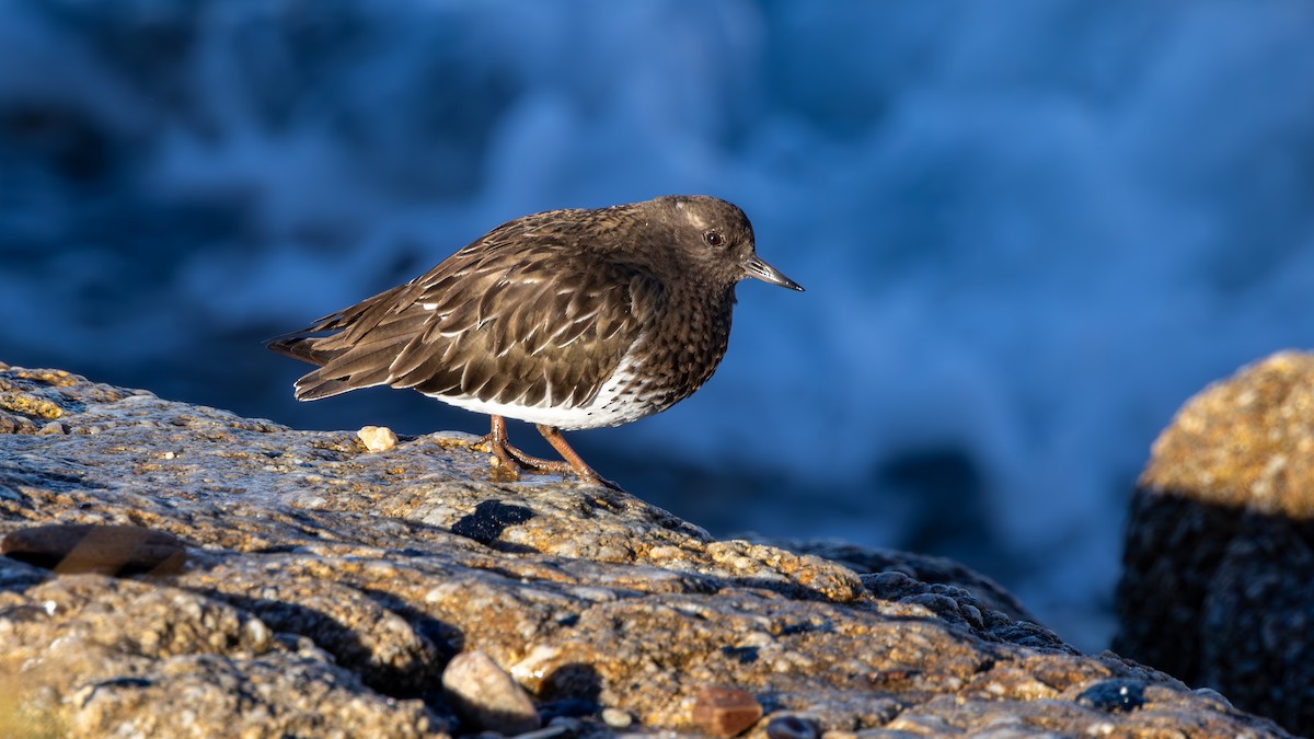 Schwarzkopf-Steinwälzer - ML646581336