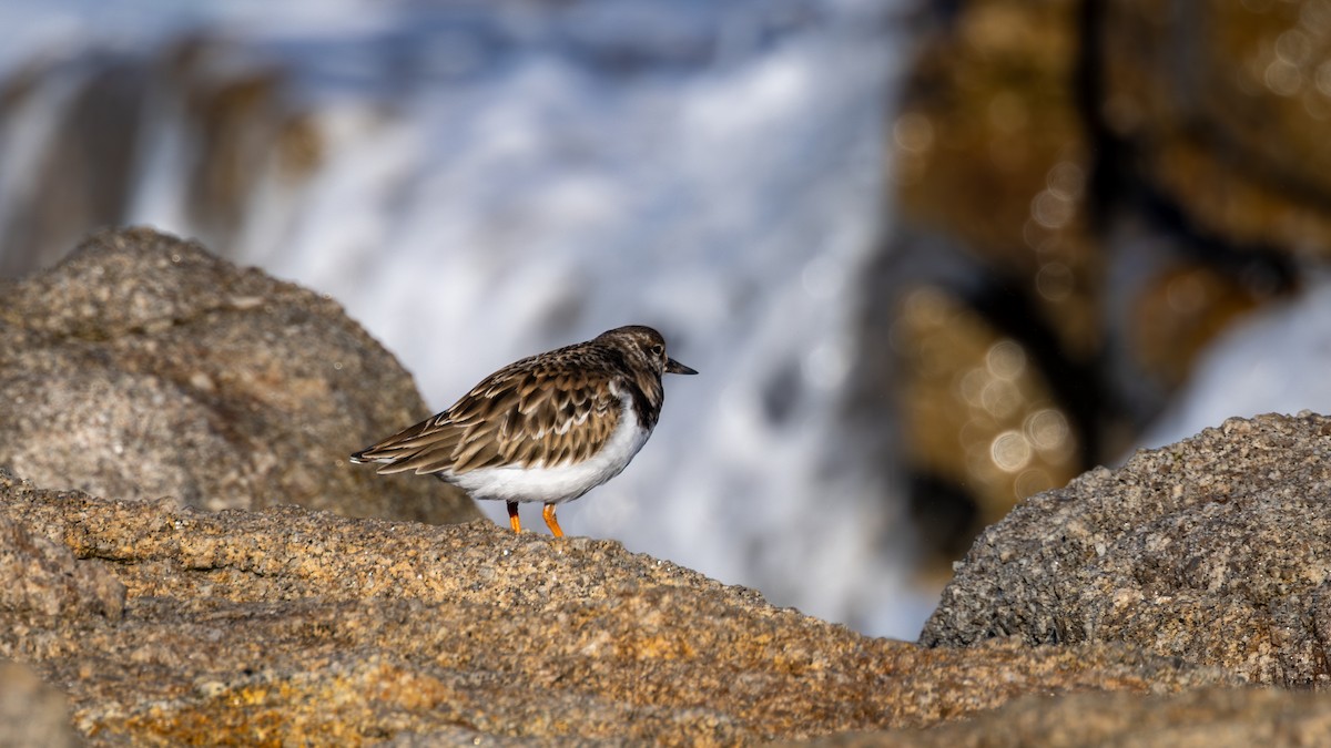 キョウジョシギ - ML646581338