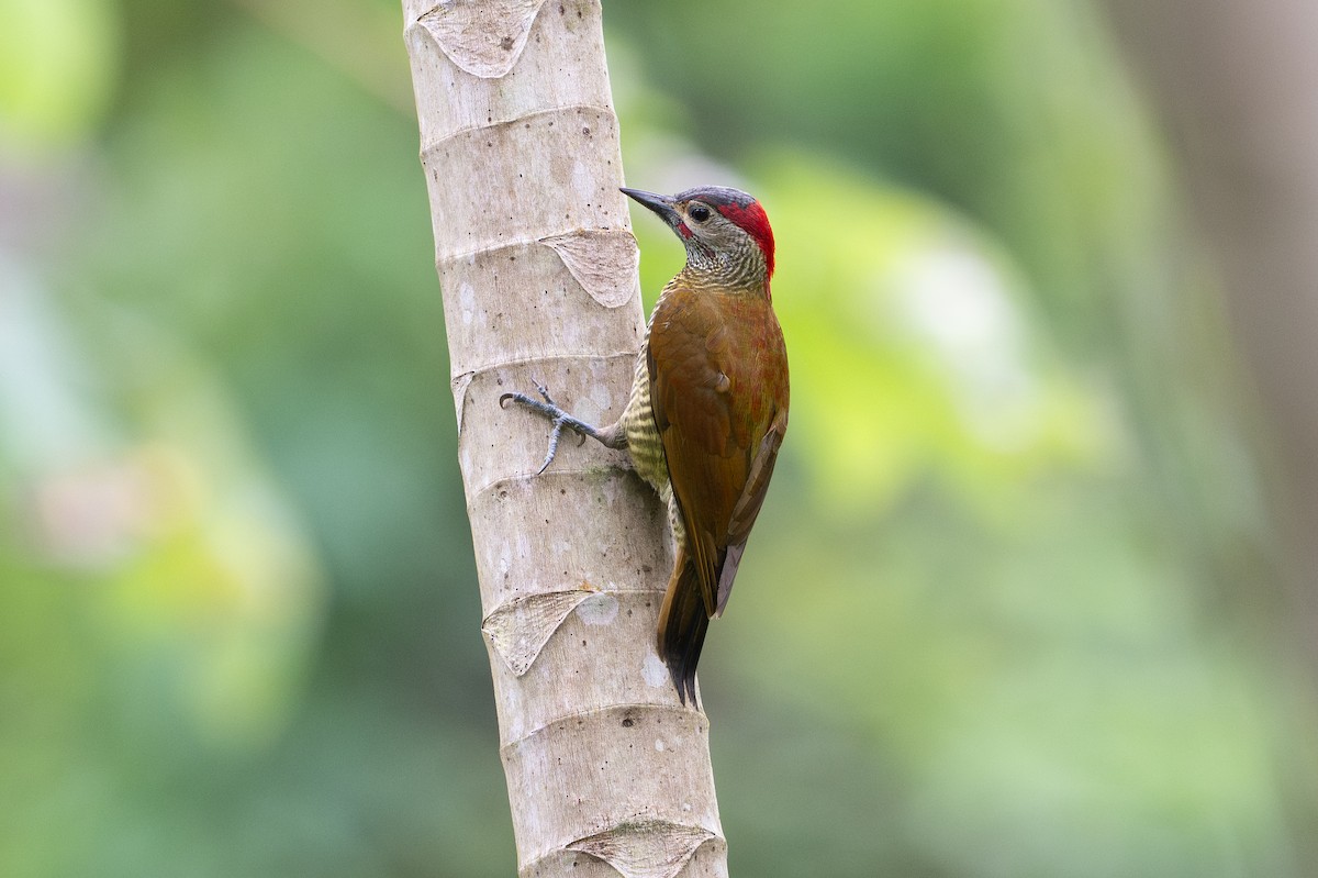 キンバネモリゲラ - ML646581339