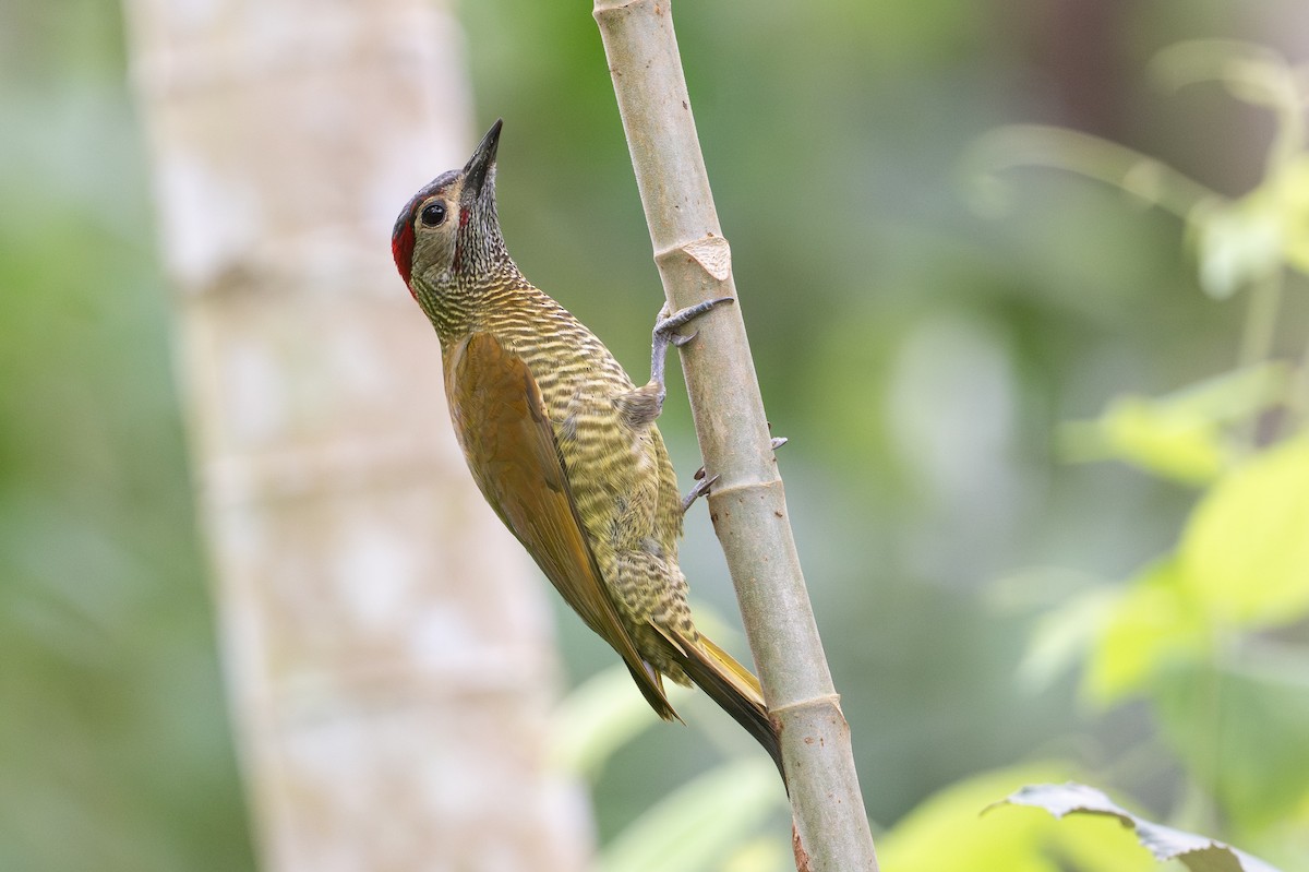 キンバネモリゲラ - ML646581340