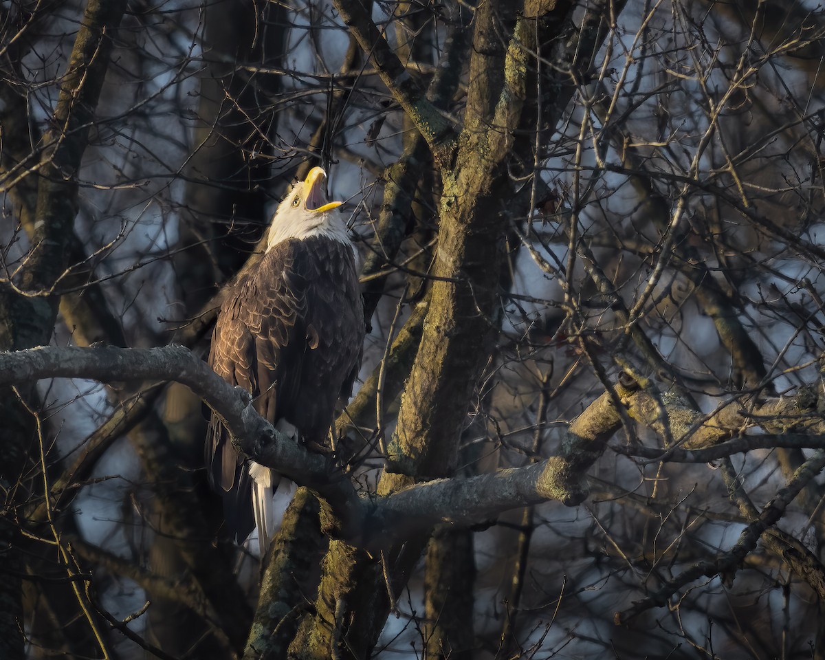 ハクトウワシ - ML646581341