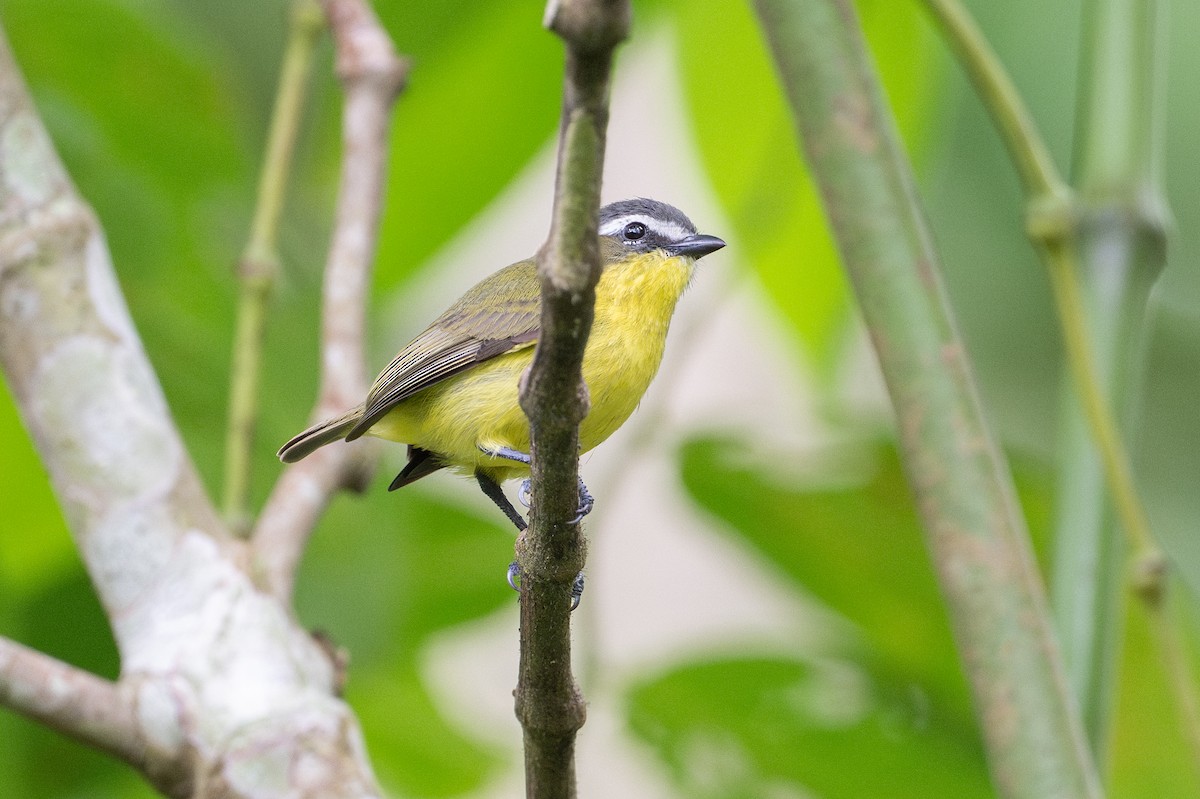 キバラコタイランチョウ - ML646581342