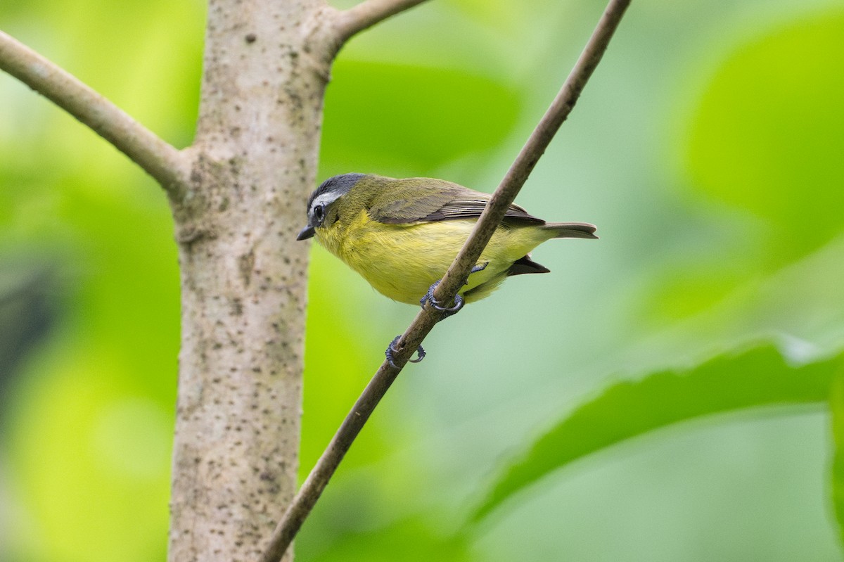 キバラコタイランチョウ - ML646581343