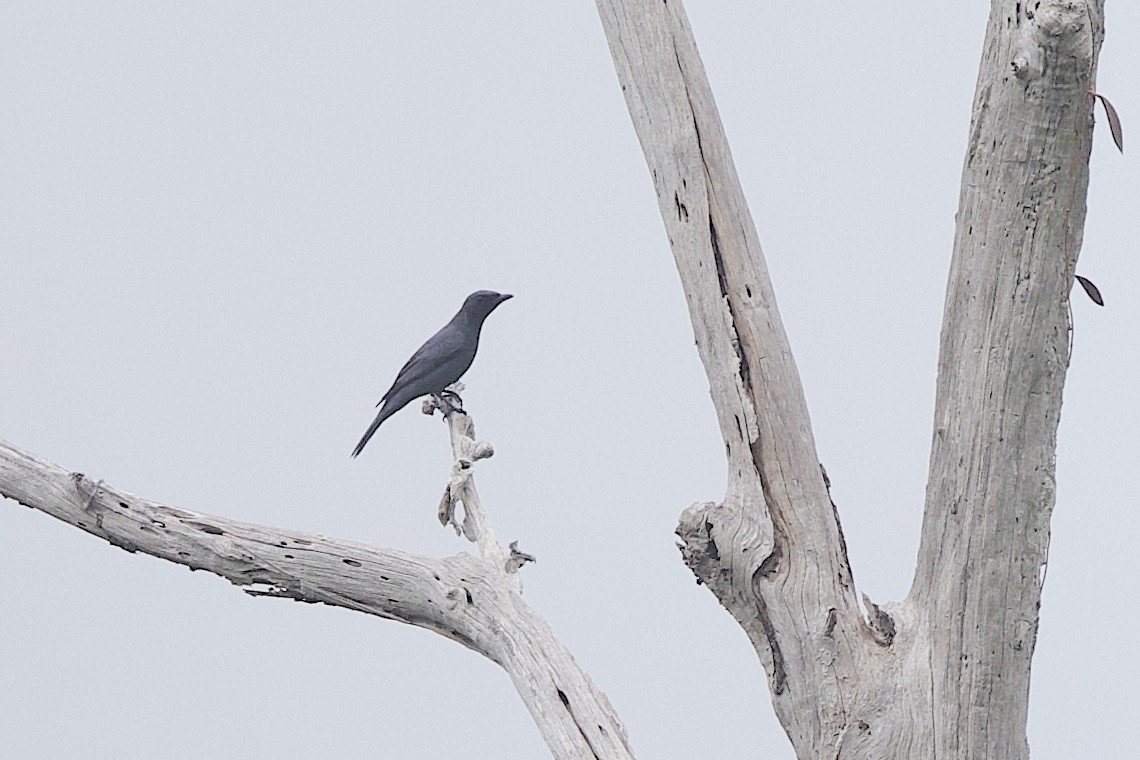 スラサンショウクイ - ML646581344