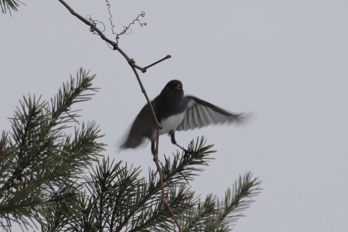 ユキヒメドリ - ML646581346