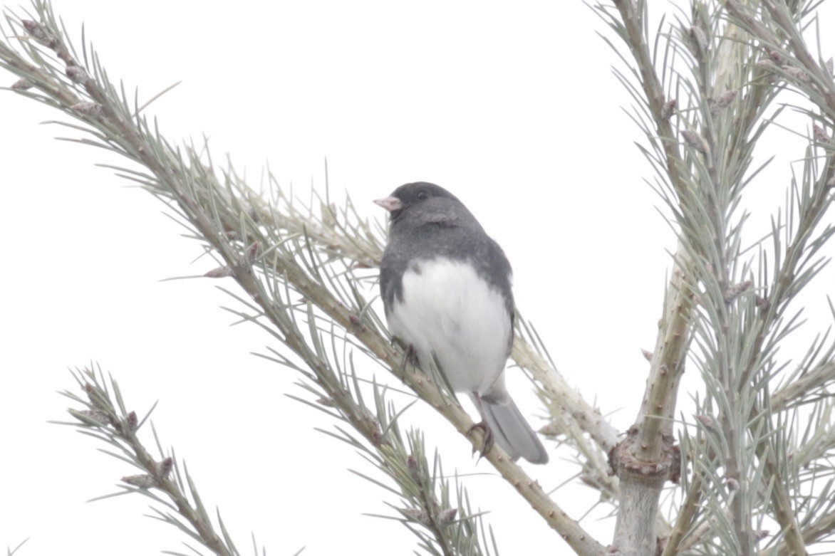 ユキヒメドリ - ML646581347