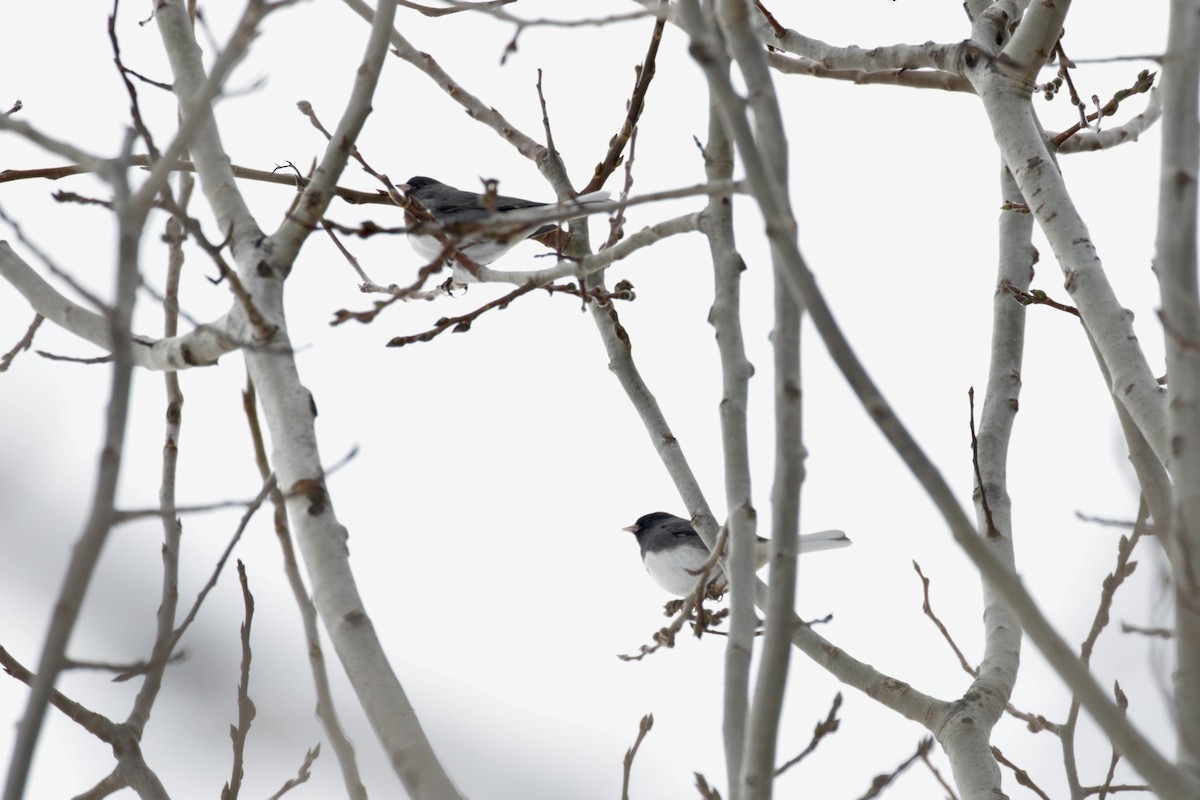 ユキヒメドリ - ML646581348