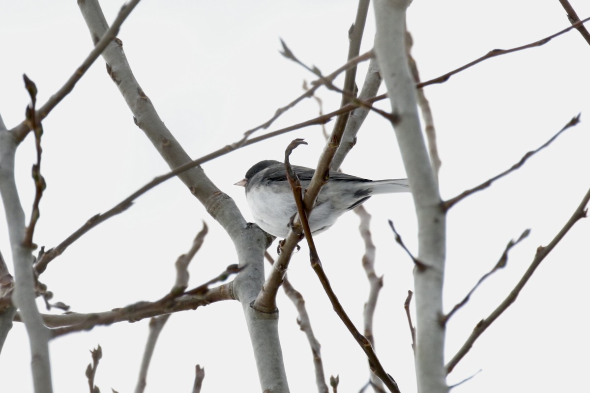 ユキヒメドリ - ML646581349