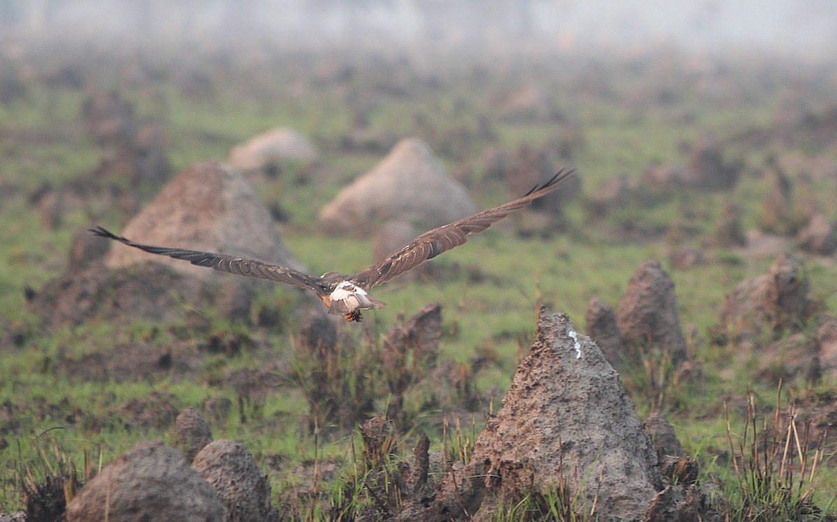 オジロノスリ - ML646581350