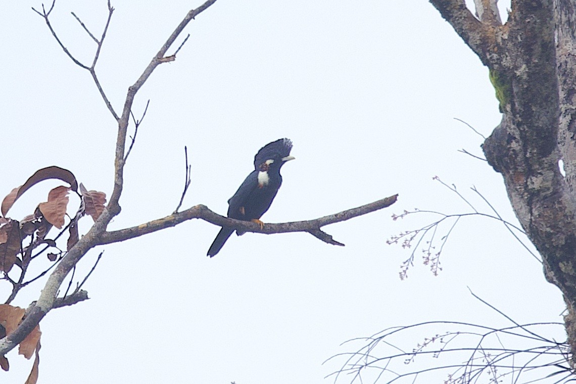 オオサマムクドリ - ML646581355