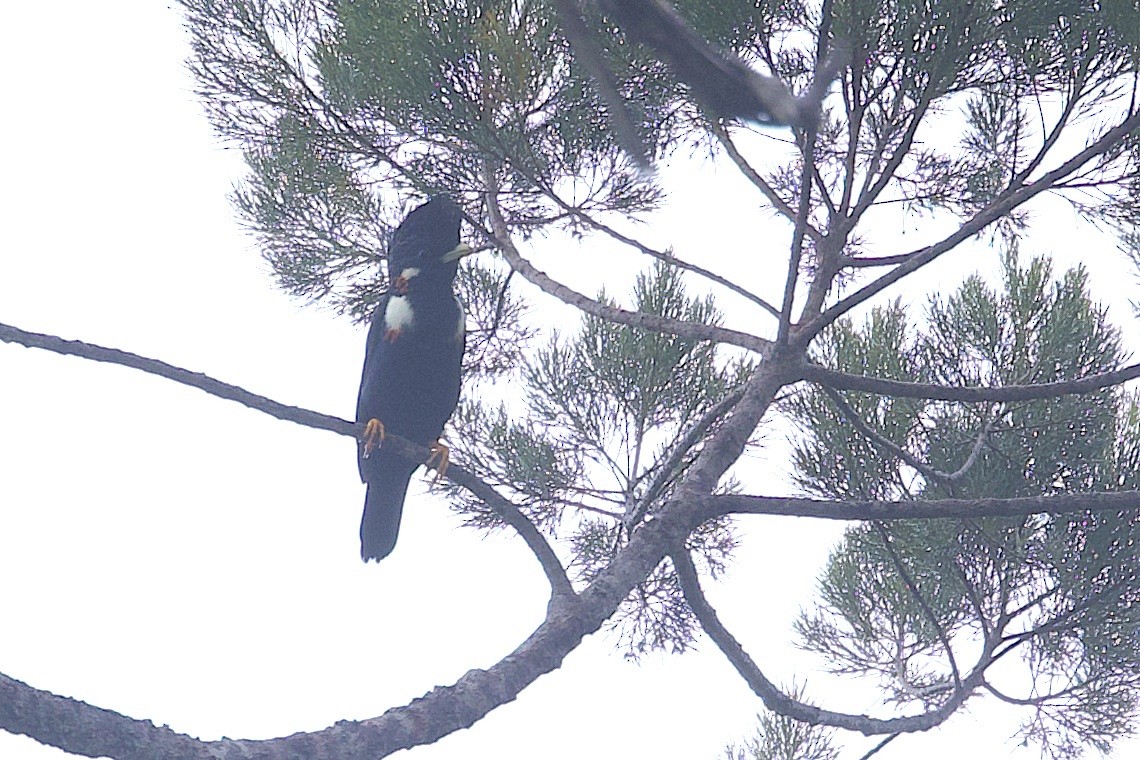 オオサマムクドリ - ML646581356