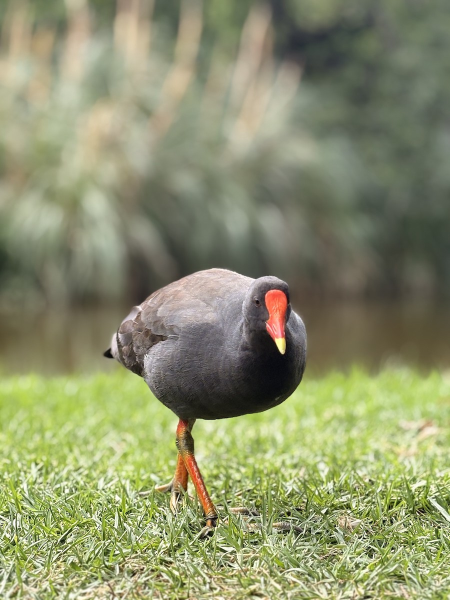 ネッタイバン - ML646581358