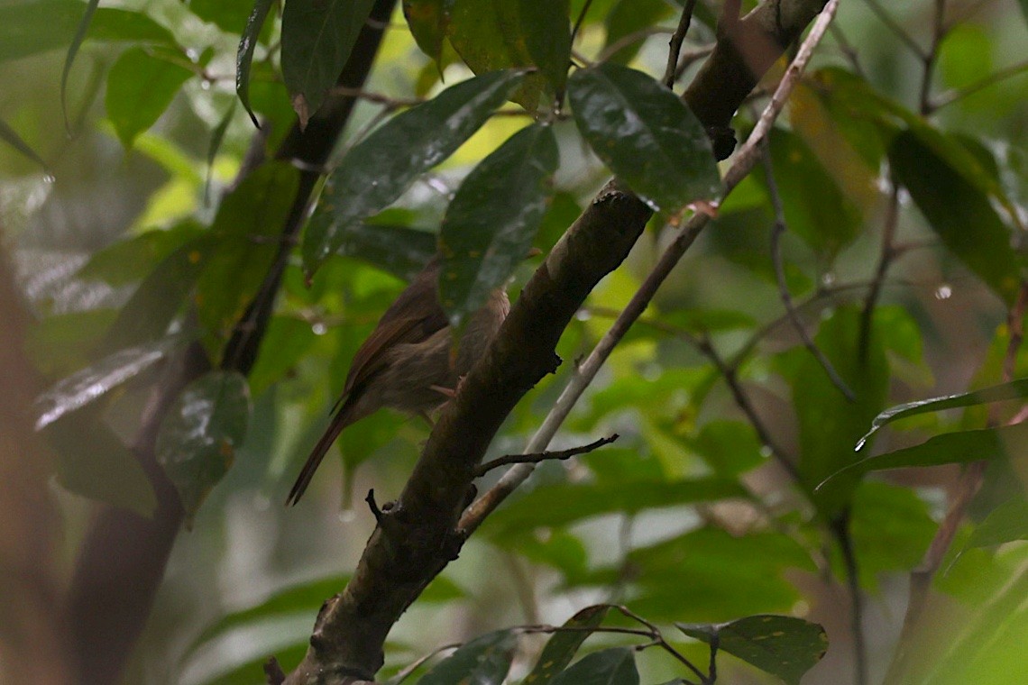 スラミツリンヒタキ - ML646581361