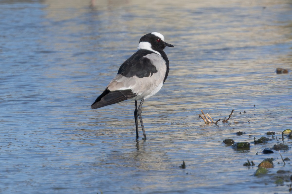 シロクロゲリ - ML646581363