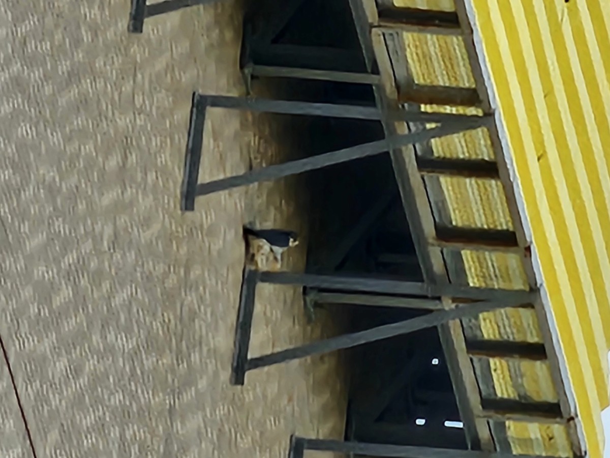 ハヤブサ - ML646581364