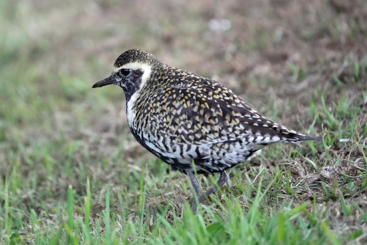 ムナグロ - ML646581365