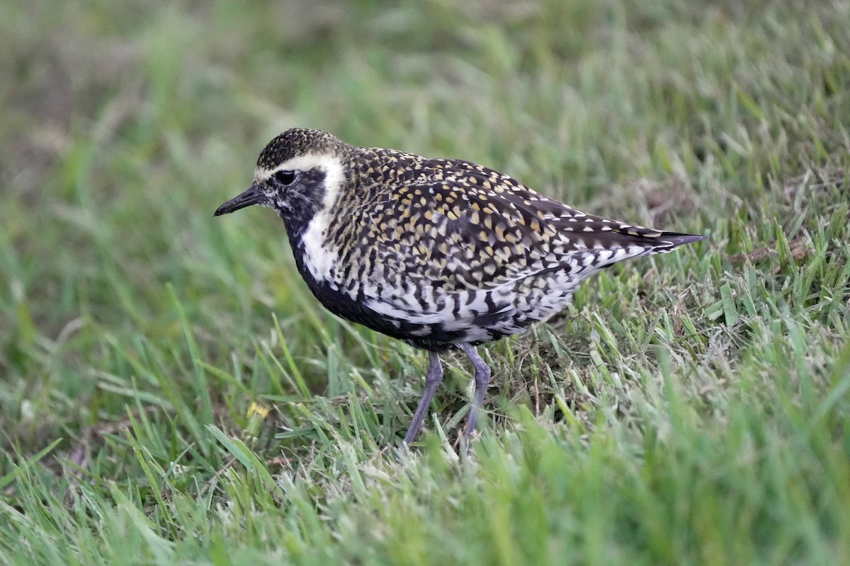 ムナグロ - ML646581366