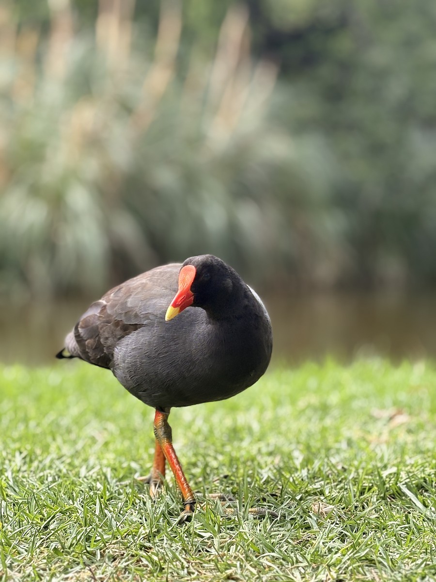 Dusky Moorhen - ML646581371