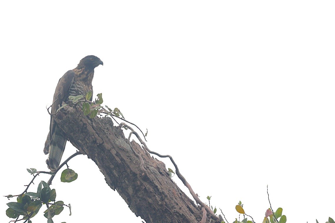 Sulawesi Honey-buzzard - ML646581374