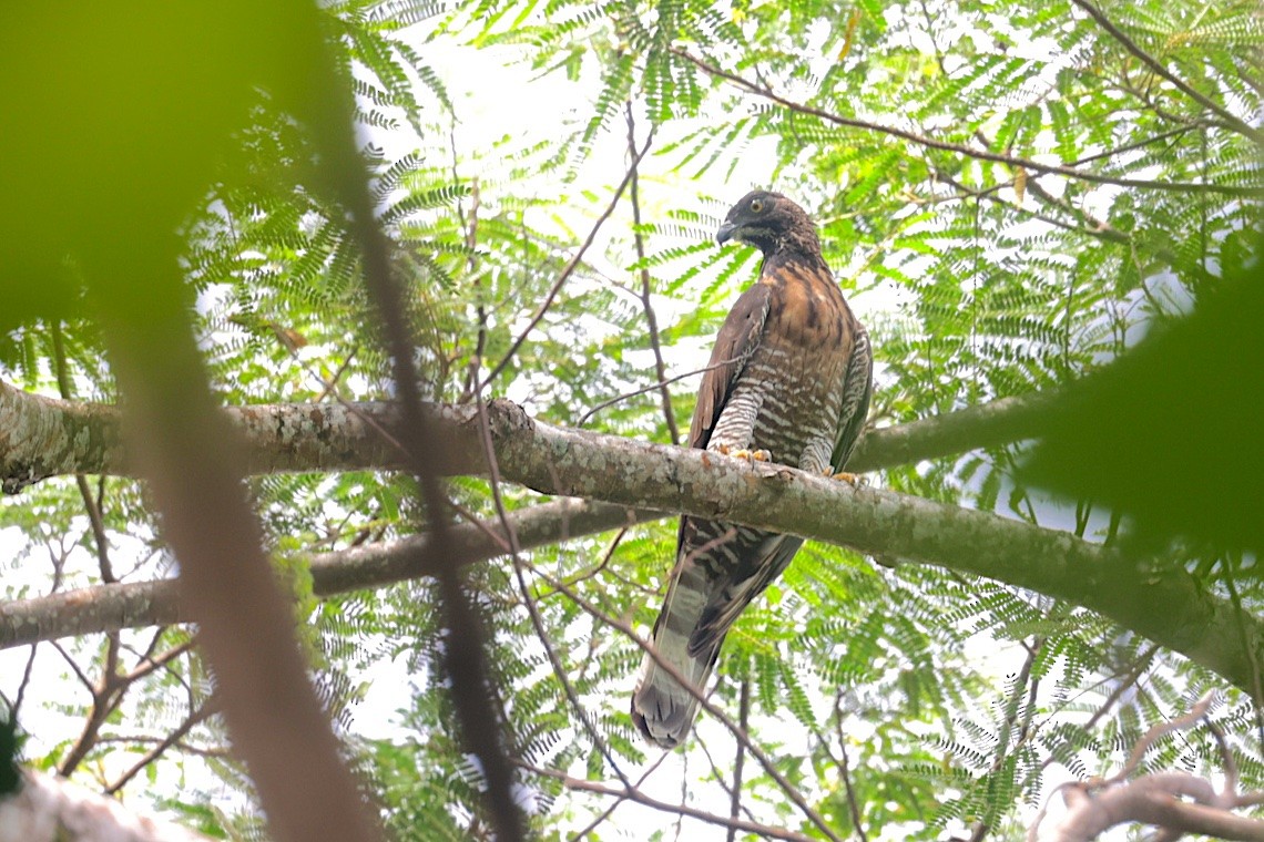 Sulawesi Honey-buzzard - ML646581375
