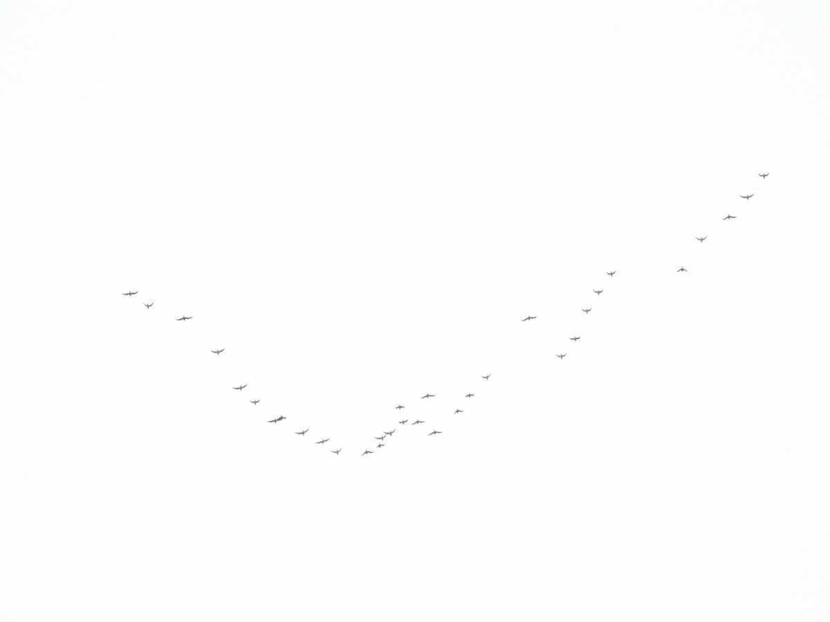 Сивка звичайна - ML646581376