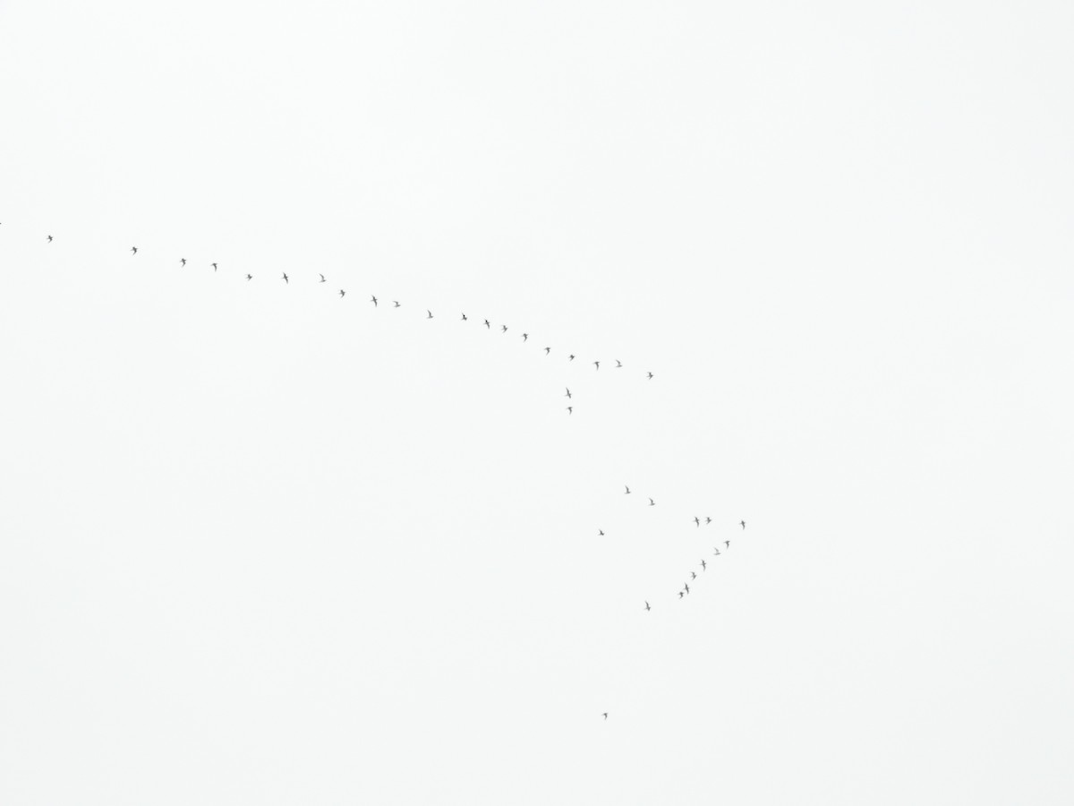 Сивка звичайна - ML646581377