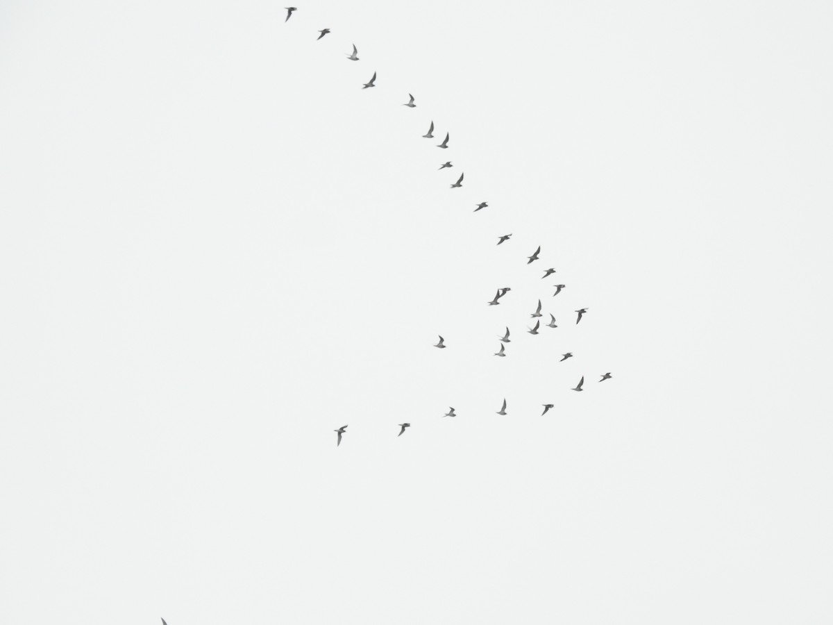 Сивка звичайна - ML646581378