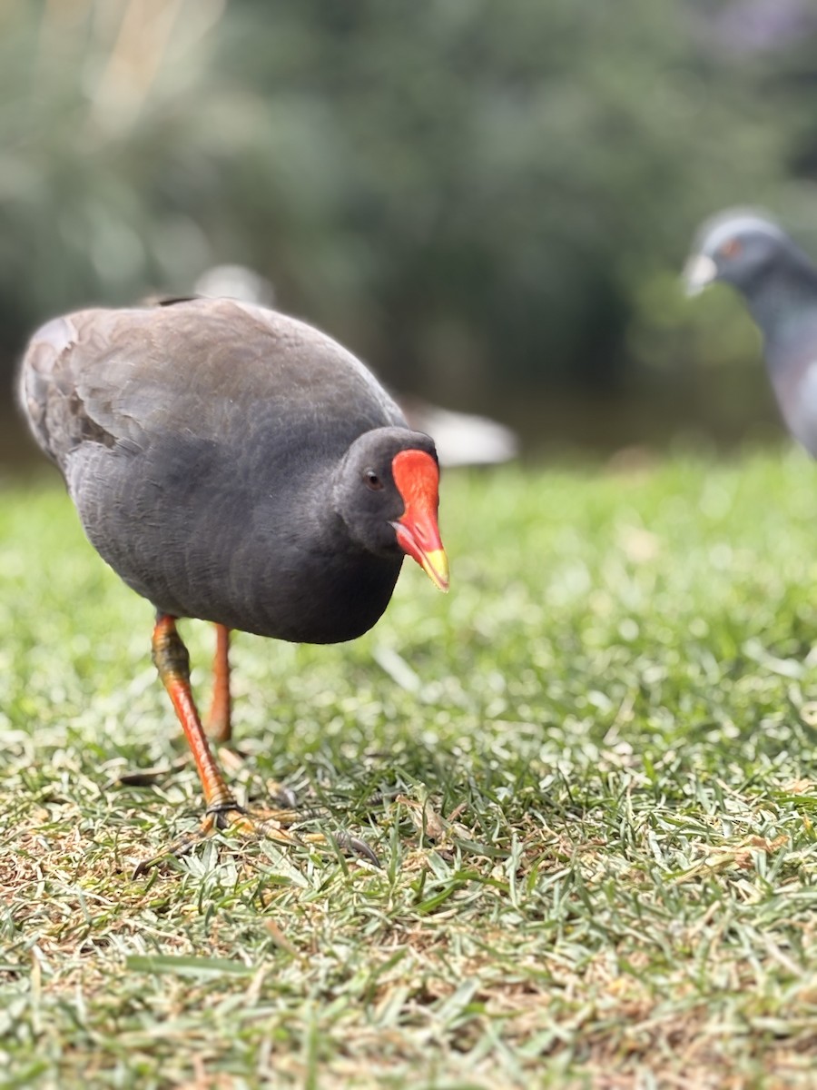 Dusky Moorhen - ML646581379