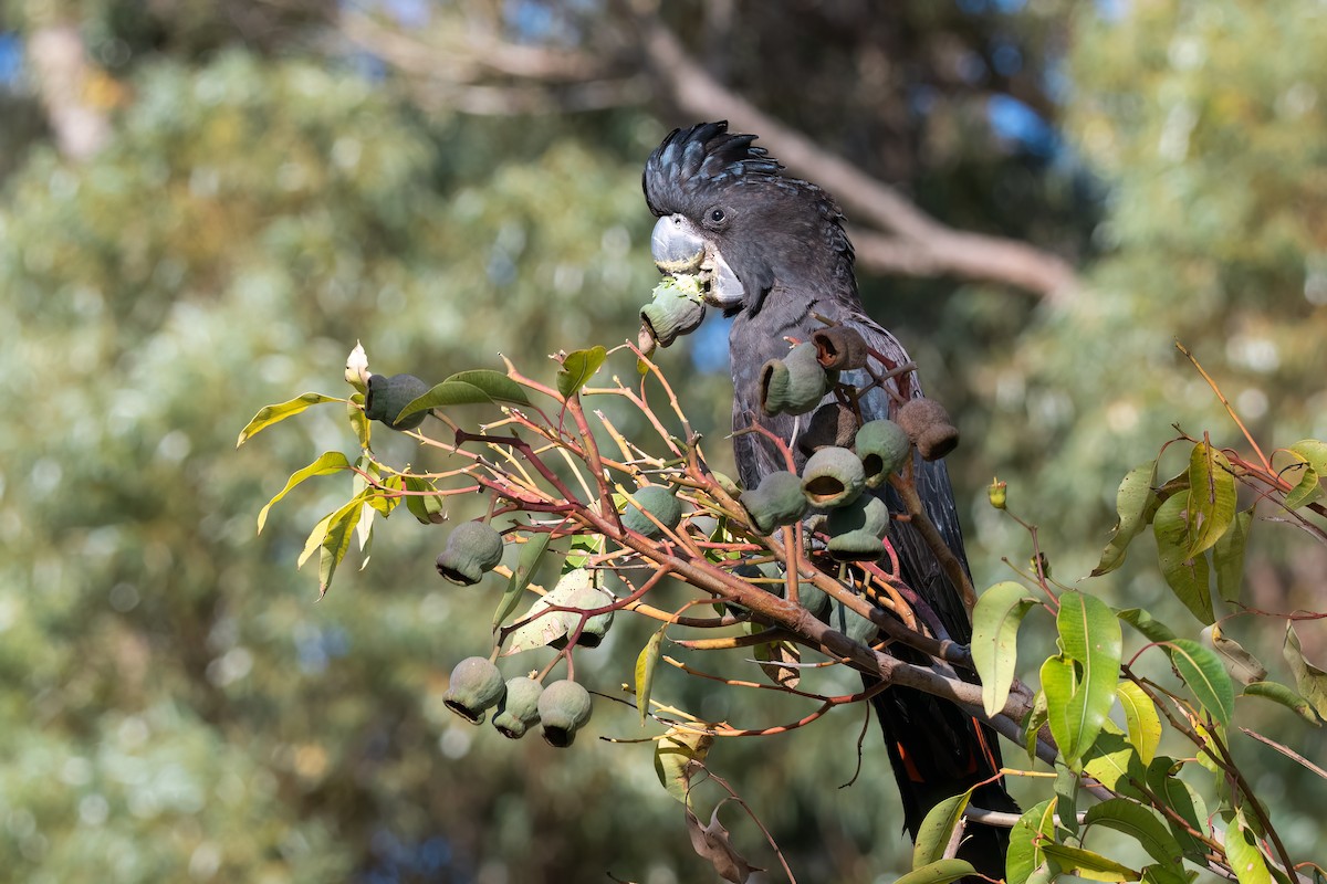 Rotschwanz-Rabenkakadu - ML646581381