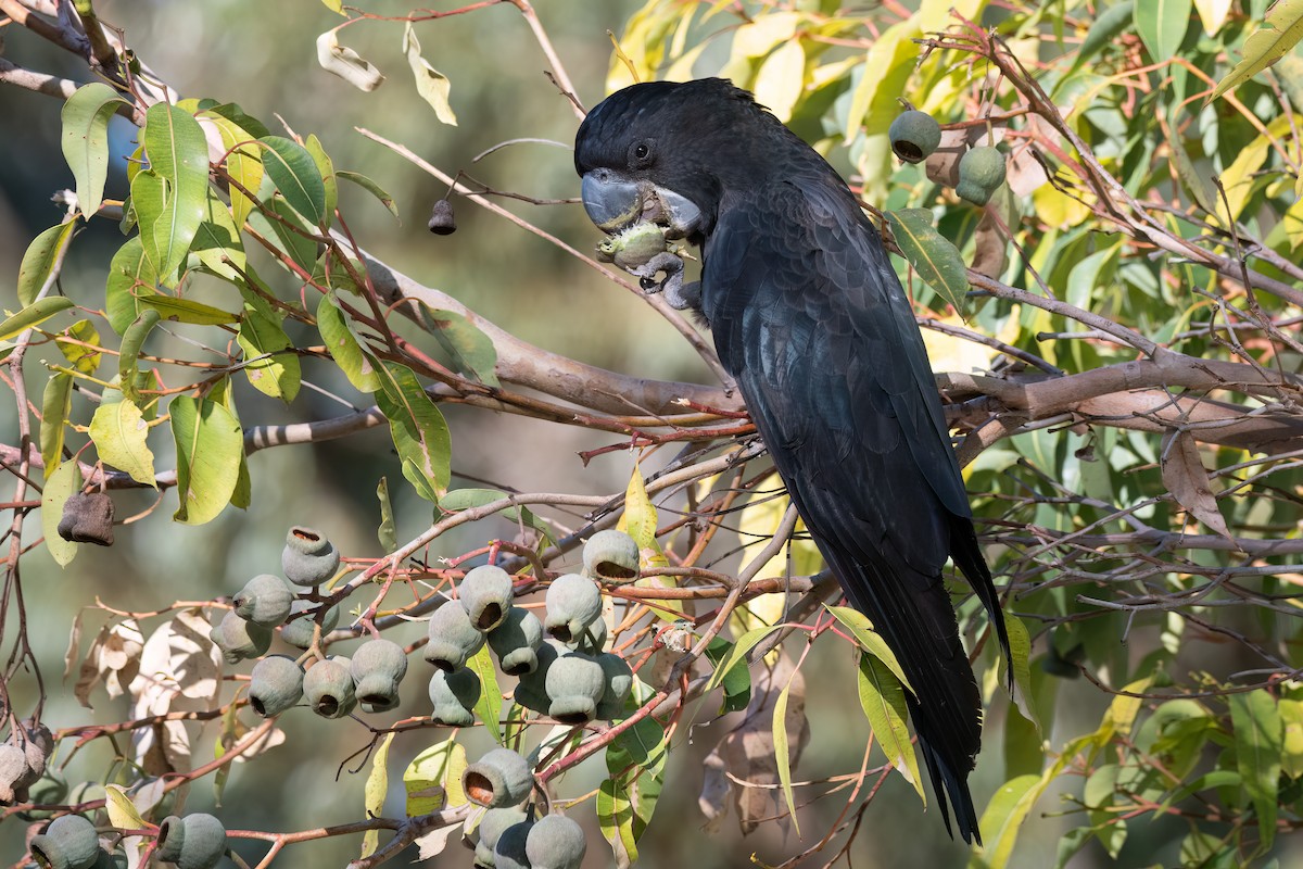 Rotschwanz-Rabenkakadu - ML646581382