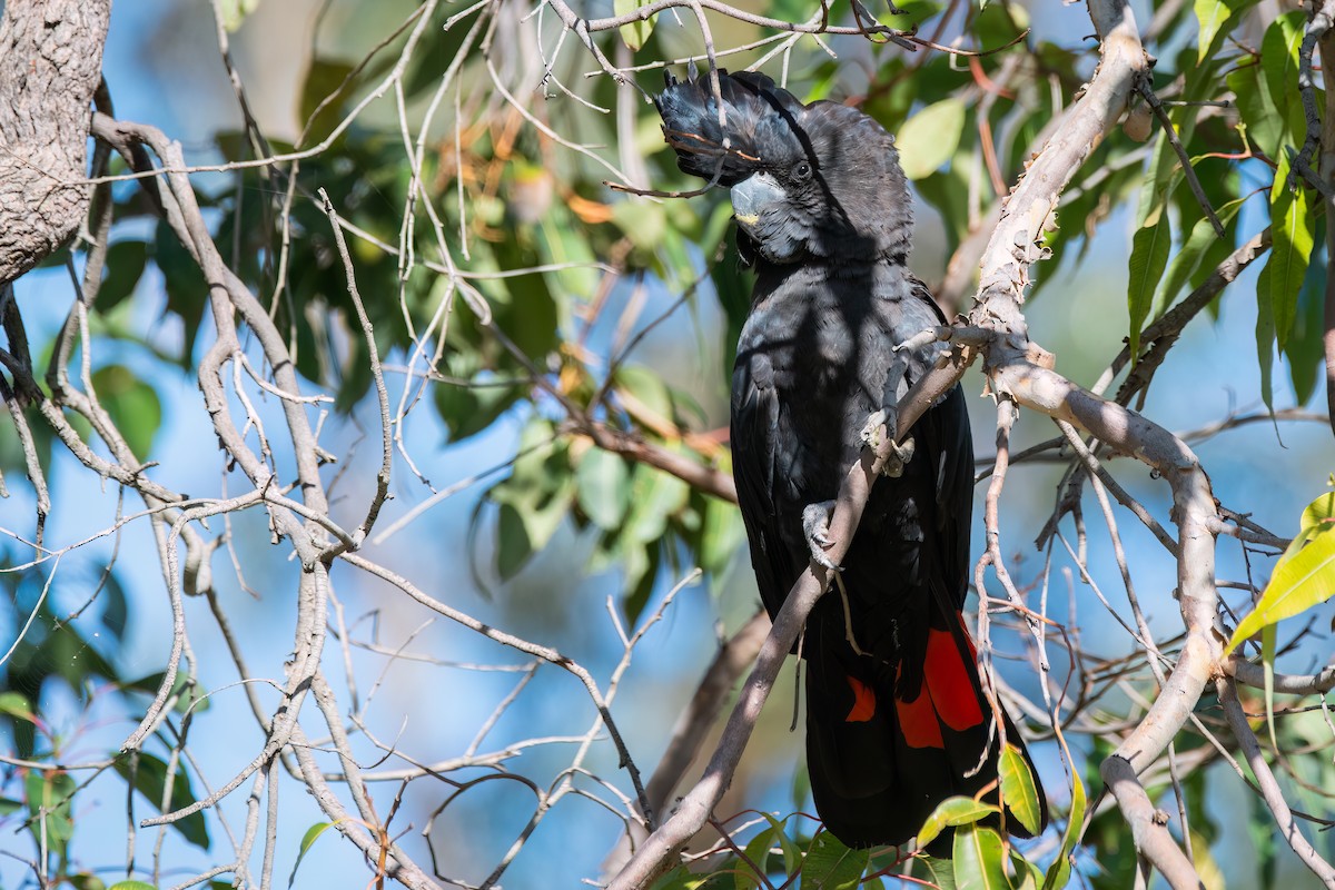 Rotschwanz-Rabenkakadu - ML646581383