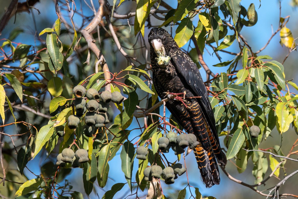 Rotschwanz-Rabenkakadu - ML646581384