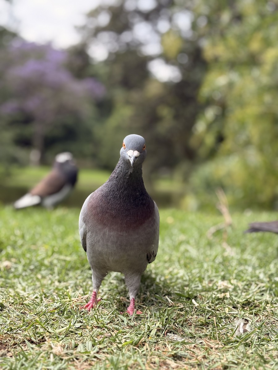 Rock Pigeon (Feral Pigeon) - ML646581389