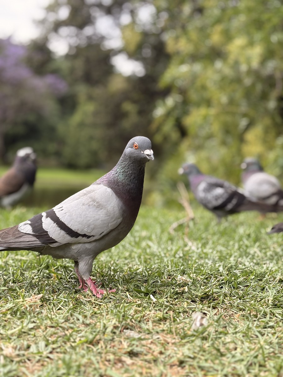 Rock Pigeon (Feral Pigeon) - ML646581398