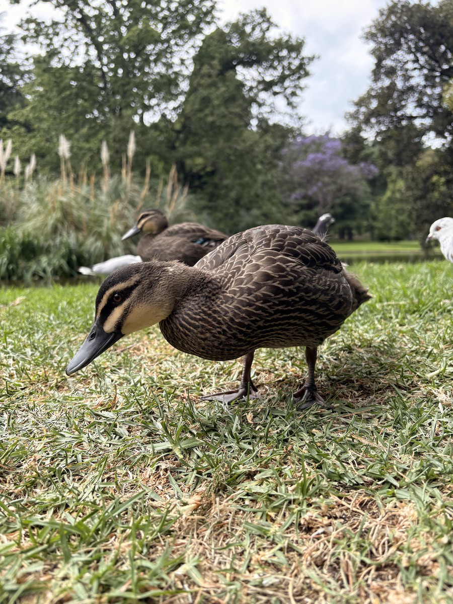 Pacific Black Duck - ML646581400